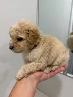 Brown Collar , a male Poodle - Toy  for sale in Miami, FL – 5 of 6