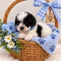 Blue Collar , a male Goldendoodle for sale in Miami, FL – 4 of 6