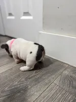 Pink Collar , a female French Bulldog for sale in Miami, FL – 8 of 8