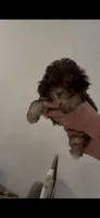 Choco, a male Poodle - Toy  for sale in Miami, FL – 3 of 5