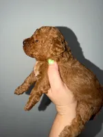 Tomy, a male Poodle - Toy  for sale in Miami, FL – 5 of 8