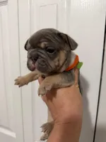Orange Collar, a female French Bulldog for sale in Miami, FL – 2 of 8