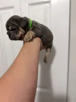 Green Collar , a female French Bulldog for sale in Miami, FL – 3 of 8