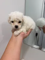 Light Blue, a male Poodle - Toy  for sale in Miami, FL – 6 of 7