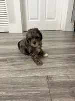 Red Collar , a female Poodle - Toy  for sale in Miami, FL – 2 of 6