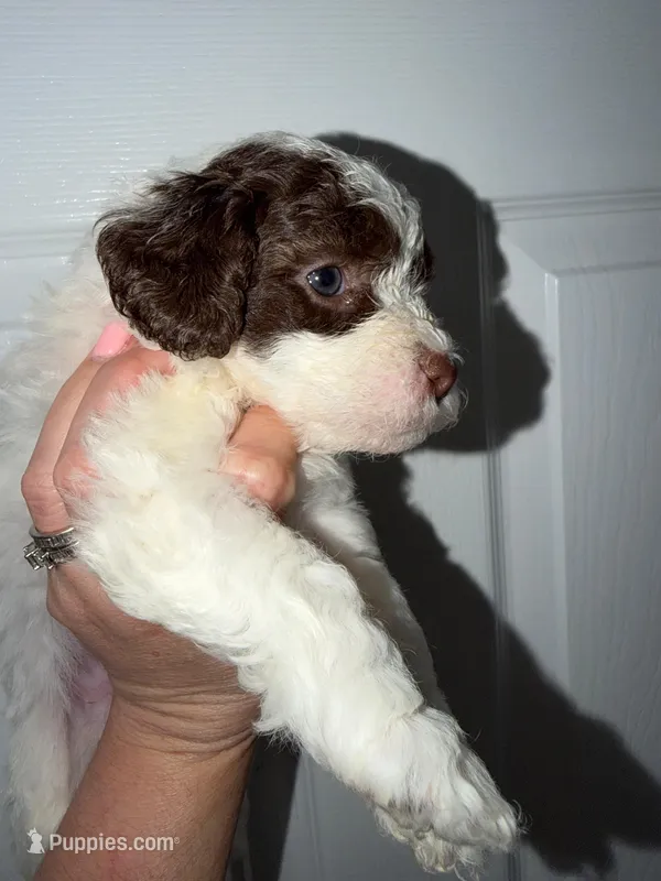 Bella – Poodle - Toy  puppy for sale in Miami, FL