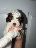 Bella, a female Poodle - Toy  for sale in Miami, FL – Photo 2 of 4