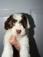 Bella, a female Poodle - Toy  for sale in Miami, FL – Photo 4 of 4