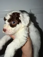Bella, a female Poodle - Toy  for sale in Miami, FL – Photo 3 of 4