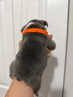 Orange Collar, a female French Bulldog for sale in Miami, FL – 3 of 8