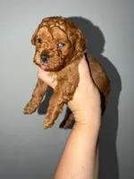 Tomy, a male Poodle - Toy  for sale in Miami, FL – 7 of 8