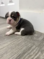 Purple Collar , a female French Bulldog for sale in Miami, FL – 7 of 7