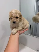Brown Collar , a male Poodle - Toy  for sale in Miami, FL – 6 of 6