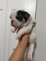 Pink Collar , a female French Bulldog for sale in Miami, FL – 2 of 8
