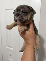 Orange Collar, a female French Bulldog for sale in Miami, FL – 8 of 8