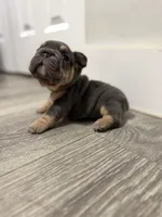 Green Collar , a female French Bulldog for sale in Miami, FL – 7 of 8