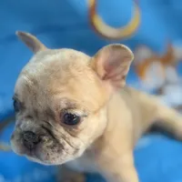 Roku, a male French Bulldog for sale in Miami, FL – Photo 5 of 8