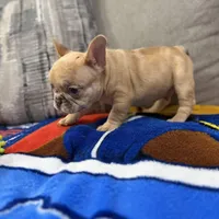 Roku, a male French Bulldog for sale in Miami, FL – Photo 2 of 8