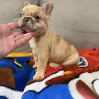 Roku, a male French Bulldog for sale in Miami, FL – Photo 1 of 8