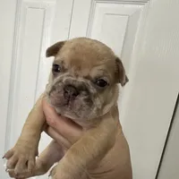 Roku, a male French Bulldog for sale in Miami, FL – Photo 8 of 8