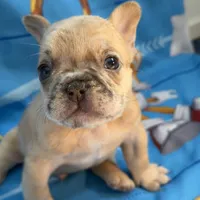 Roku, a male French Bulldog for sale in Miami, FL – Photo 4 of 8