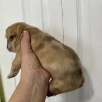 Roku, a male French Bulldog for sale in Miami, FL – Photo 7 of 8