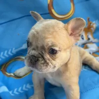 Roku, a male French Bulldog for sale in Miami, FL – Photo 6 of 8