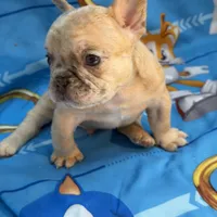 Roku, a male French Bulldog for sale in Miami, FL – Photo 3 of 8