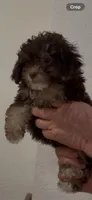 Choco, a male Poodle - Toy  for sale in Miami, FL – 2 of 5