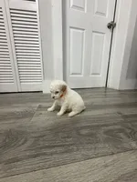 Orange Collar , a male Poodle - Toy  for sale in Miami, FL – 4 of 6