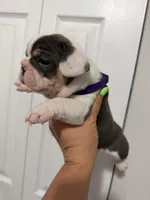 Purple Collar , a female French Bulldog for sale in Miami, FL – 2 of 7
