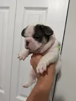 Pink Collar , a female French Bulldog for sale in Miami, FL – 7 of 8