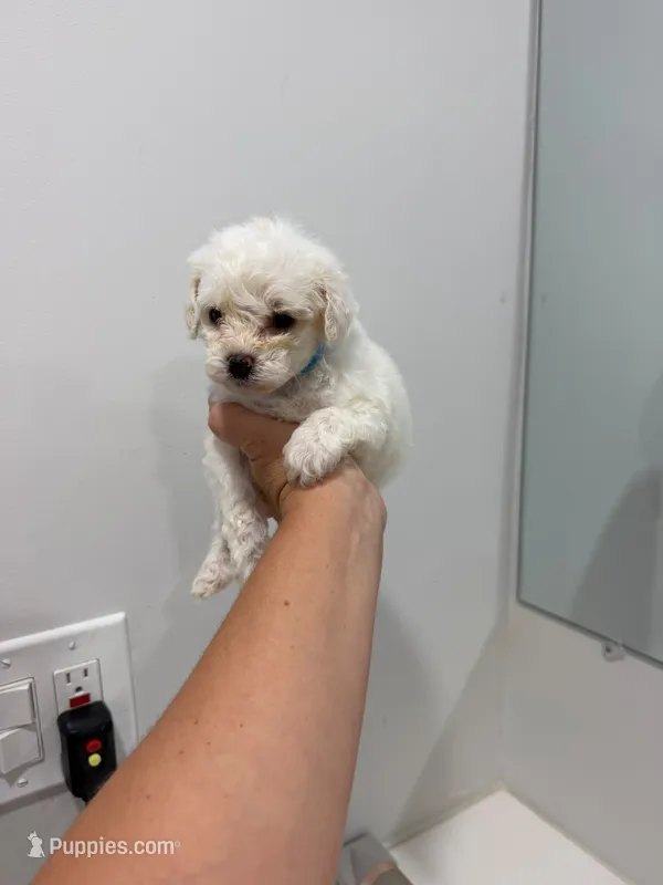 Light Blue – Poodle - Toy  puppy for sale in Miami, FL