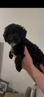 Chiqui, a male Poodle - Toy  for sale in Miami, FL – 3 of 7