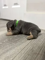 Green Collar , a female French Bulldog for sale in Miami, FL – 5 of 8