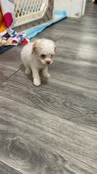 Pink Collar , a female Goldendoodle for sale in Miami, FL – 5 of 6