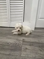 Green Collar, a male Poodle - Toy  for sale in Miami, FL – 4 of 5