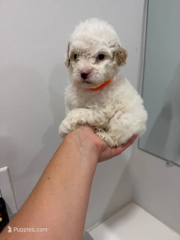 Orange Collar  – Poodle - Toy  puppy for sale in Miami, FL