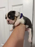 Purple Collar , a female French Bulldog for sale in Miami, FL – 5 of 7