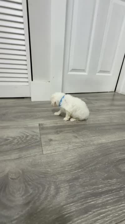 Light Blue, a male Poodle - Toy  for sale in Miami, FL – 5 of 7
