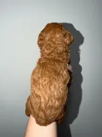 Tomy, a male Poodle - Toy  for sale in Miami, FL – 3 of 8