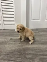 Brown Collar , a male Poodle - Toy  for sale in Miami, FL – 4 of 6