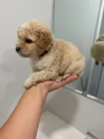 Brown Collar , a male Poodle - Toy  for sale in Miami, FL – 2 of 6