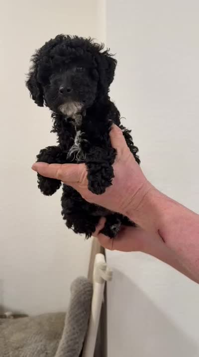 Chiqui, a male Poodle - Toy  for sale in Miami, FL – 6 of 7