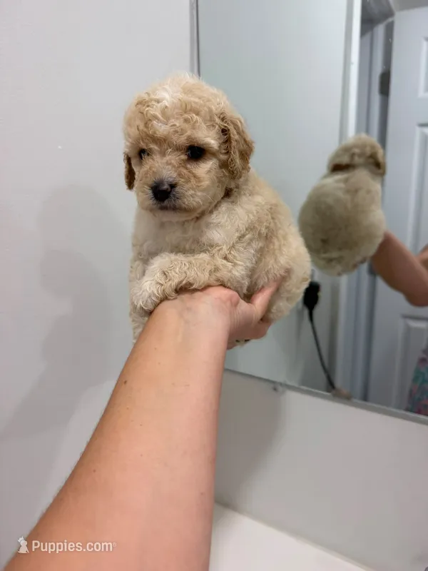 Brown Collar  – Poodle - Toy  puppy for sale in Miami, FL