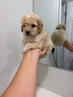Brown Collar , a male Poodle - Toy  for sale in Miami, FL – 1 of 6
