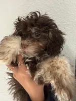 Choco, a male Poodle - Toy  for sale in Miami, FL – 5 of 5