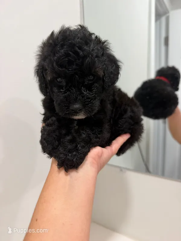 Red Collar  – Poodle - Toy  puppy for sale in Miami, FL