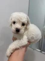 Green Collar, a male Poodle - Toy  for sale in Miami, FL – 5 of 5