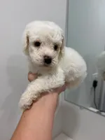 Green Collar, a male Poodle - Toy  for sale in Miami, FL – 3 of 5